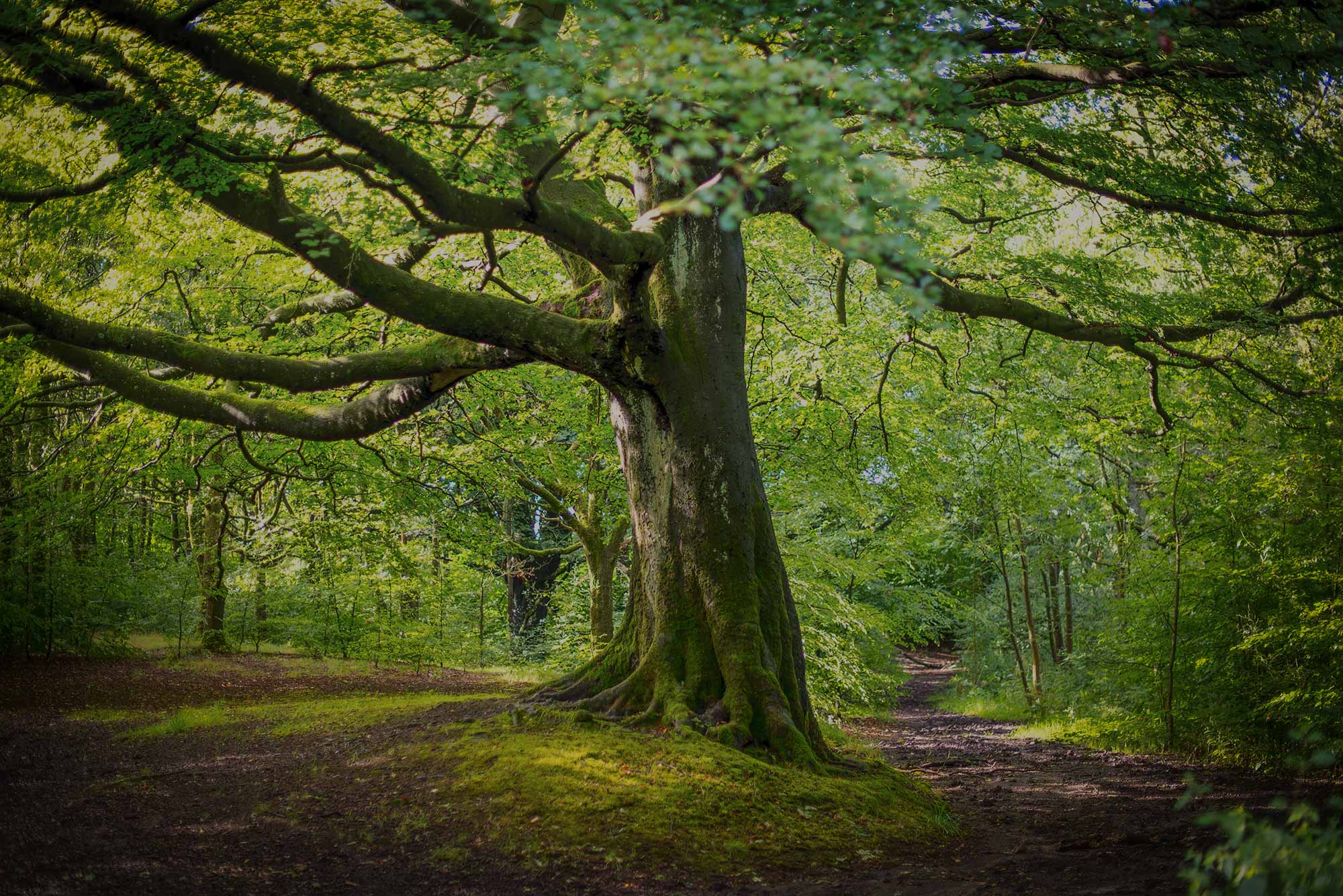 Eine große Eiche steht mitten auf einem Waldweg